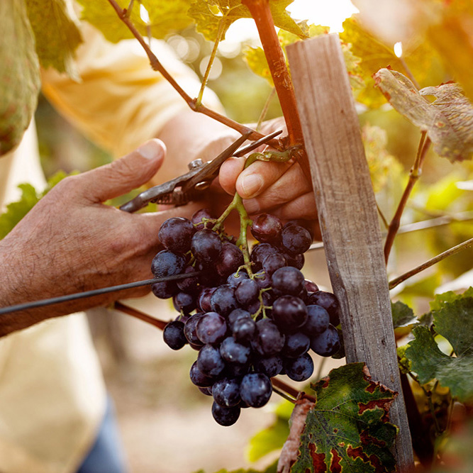 selection of Italian wine